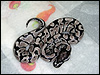 2010 SK Axanthic 66% poss het Peach Ghost