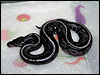 2010 Cinny Het Red Axanthic