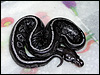 2010 Cinny Het Red Axanthic