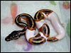 2010 Piebald 66% poss het Dream