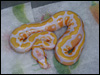 2010 Lavender Albino 66% poss het Dream
