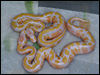 2010 Lavender Albinos 66% poss het Dream