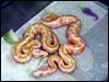 2010 Lavender Albinos 66% poss het Dream