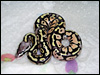 2010 Super Pastel 66% poss het Lav Albino