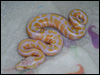 2010 Pastel Lav Albino
