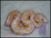 2010 Pastel Lav Albino