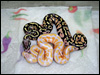 2010 Super Pastel 66% poss het Lav Albino and a Pastel Lav Albino