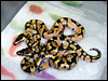 2010 Enchi Pastels