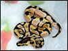 2010 Enchi Pastel