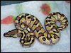 2010 Enchi Lesser