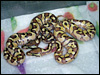 2010 Enchi Lessers