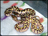 2010 Enchi Lessers
