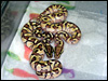 2010 Enchi Lessers