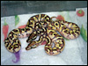 2010 Enchi Lessers