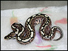 2010 Spider Het Red Axanthic