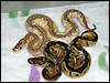 2010 Clown Lesser ( top ) and 2010 Clown ( bottom )