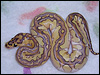 2010 Clown Lesser