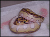 2010 Clown Lesser