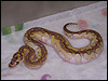 2010 Clown Lesser