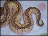 2010 Clown Lesser - this can't be just "Lesser Paint" can it?????