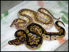 2010 Clown Lesser ( top ) and 2010 Clown ( bottom )