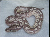 2010 Platty Daddy male - new bloodline