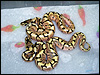 2010 Stingers - ( Enchi Spider )