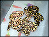 2010 Stingers - ( Enchi Spider )