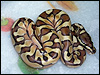 2010 Enchi Lesser