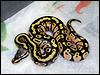 2010 Pastel 66% poss het Lavender Albino