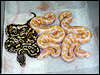 2010 Lavender Albinos with a Pastel pdh stripe x lav albino