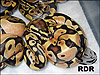 2011 Enchi het Albino Xtreme