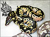 2011 Pastel 50% poss het Platty