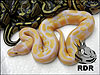 2011 Lavender Albino 100% het Piebald ( Dream )