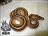 2011 Stripe 50% poss het Albino