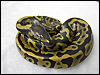 2011 Leopard Het Piebald