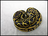 2011 Leopard Het Piebald