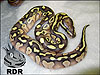 2011 Lesser 100% het Clown male