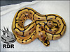 2011 Leopard Spider 100% het Piebald