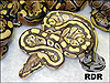 2011 Butter het Clown female