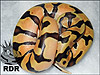 2011 Tangerine Enchi