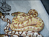 2012 Super Enchi Lesser