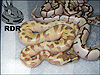 2012 Super Enchi Lesser