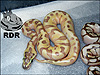 2012 Super Enchi Lesser