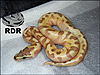 2012 Super Enchi Lesser