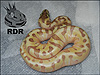 2012 Super Enchi Lesser