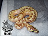 2012 Super Enchi Lesser