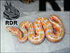 2012 Lavender Albino
