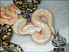 2012 Super Pastel Lavender Albino