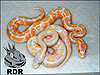 2012 Super Pastel Lavender Albino ( bottom ) with 2012 Lavender Albino